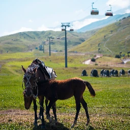 Horses on The Green Field of Shahdag